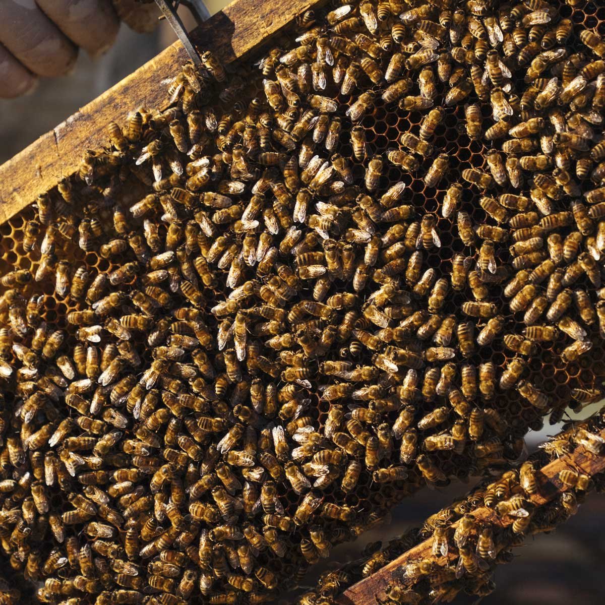 Paquete de Abejas 1.5 kg